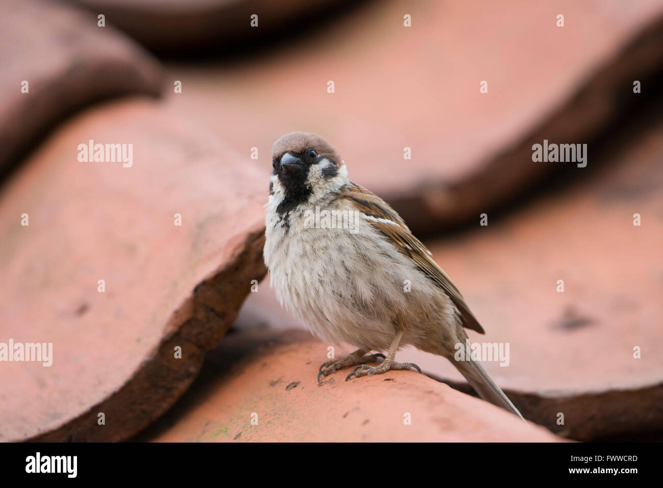 Un albero adulto Sparrow (Passer montanus) continua a guardare da un tetto di tegole vicino a dove è il nesting, Bempton Cliffs RSPB. Foto Stock
