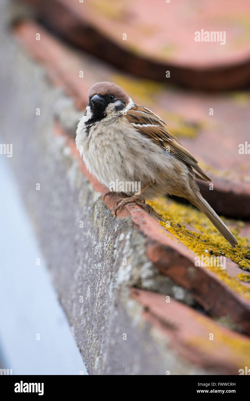 Un albero adulto Sparrow (Passer montanus) continua a guardare da un tetto di tegole vicino a dove è il nesting, Bempton Cliffs RSPB. Foto Stock