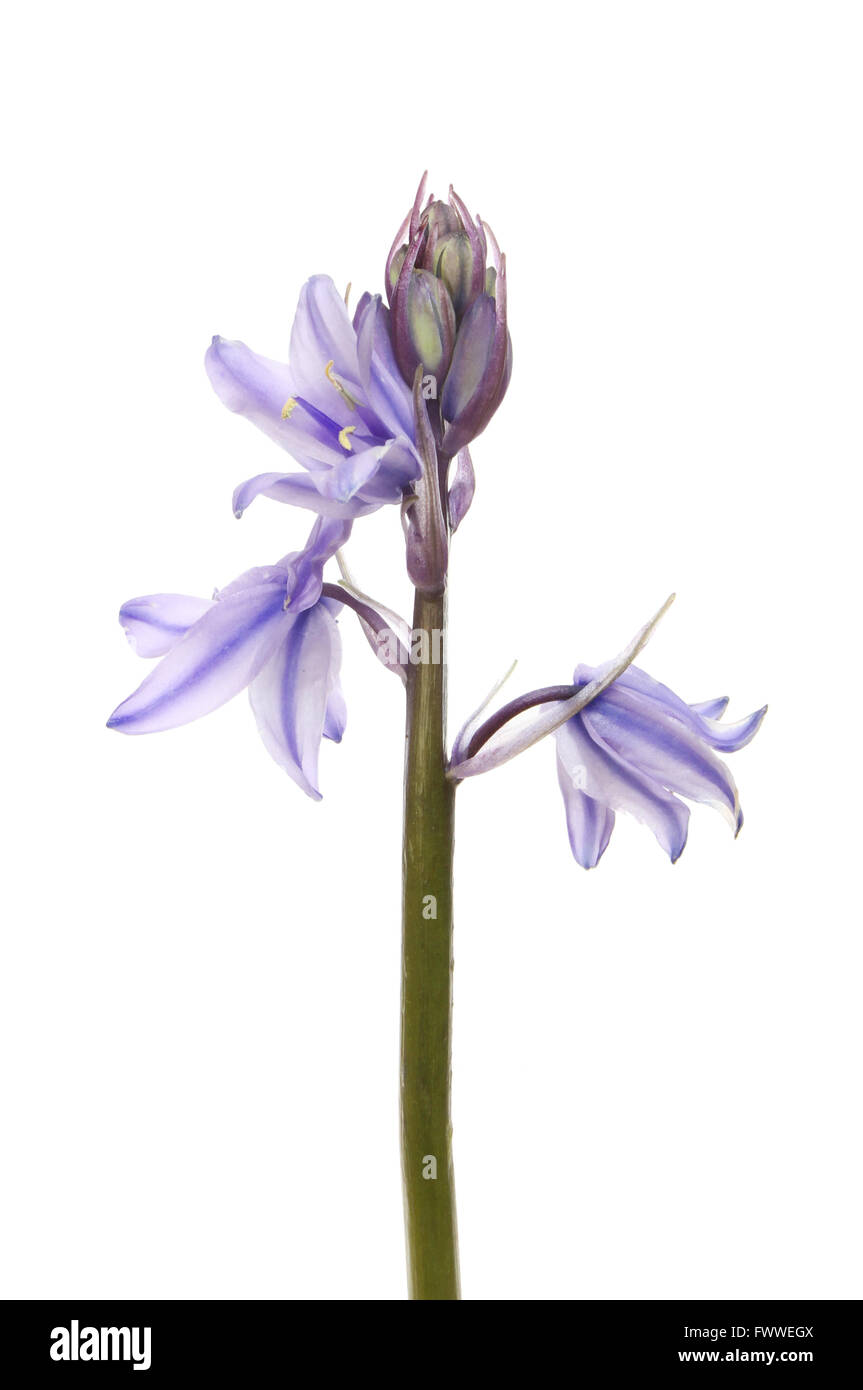 Primo piano della bluebell fiori isolati contro white Foto Stock