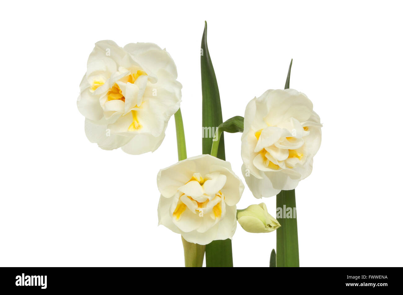 Il bianco e il giallo dei fiori di narciso, foglie e un bocciolo isolata contro bianco Foto Stock