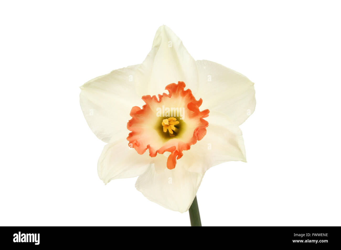 White Daffodil fiore con frilly orange center Foto Stock