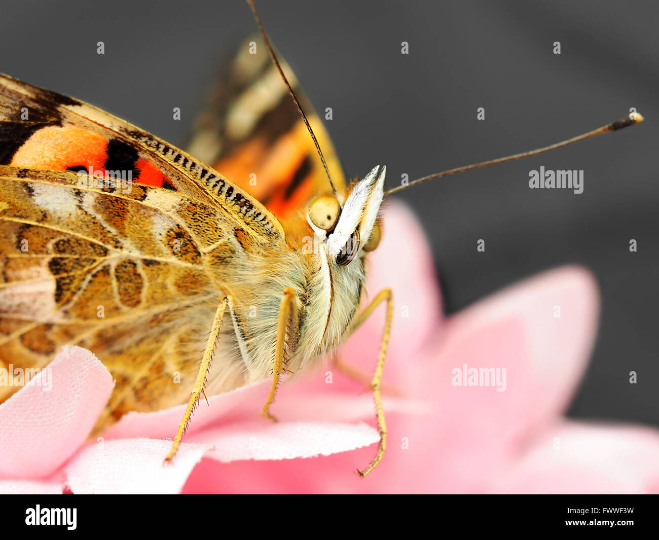 Farfalla su fiori artificiali. Le riprese in modalità Macro. Foto Stock
