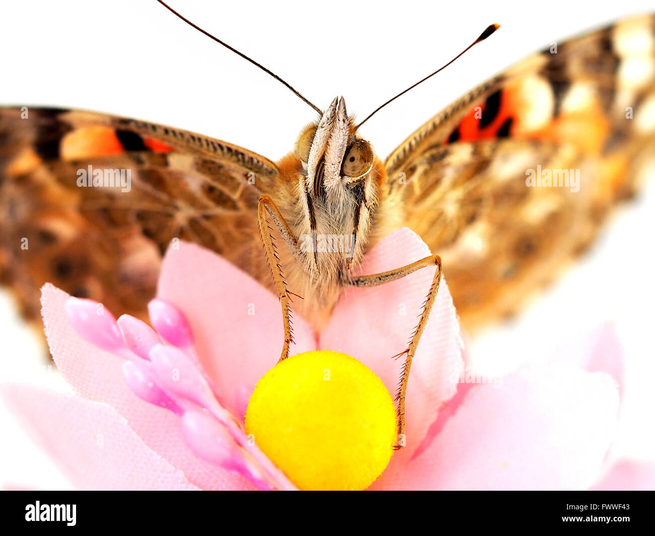 Farfalla con sfera di colore giallo dei fiori artificiali. Le riprese in modalità Macro. Foto Stock