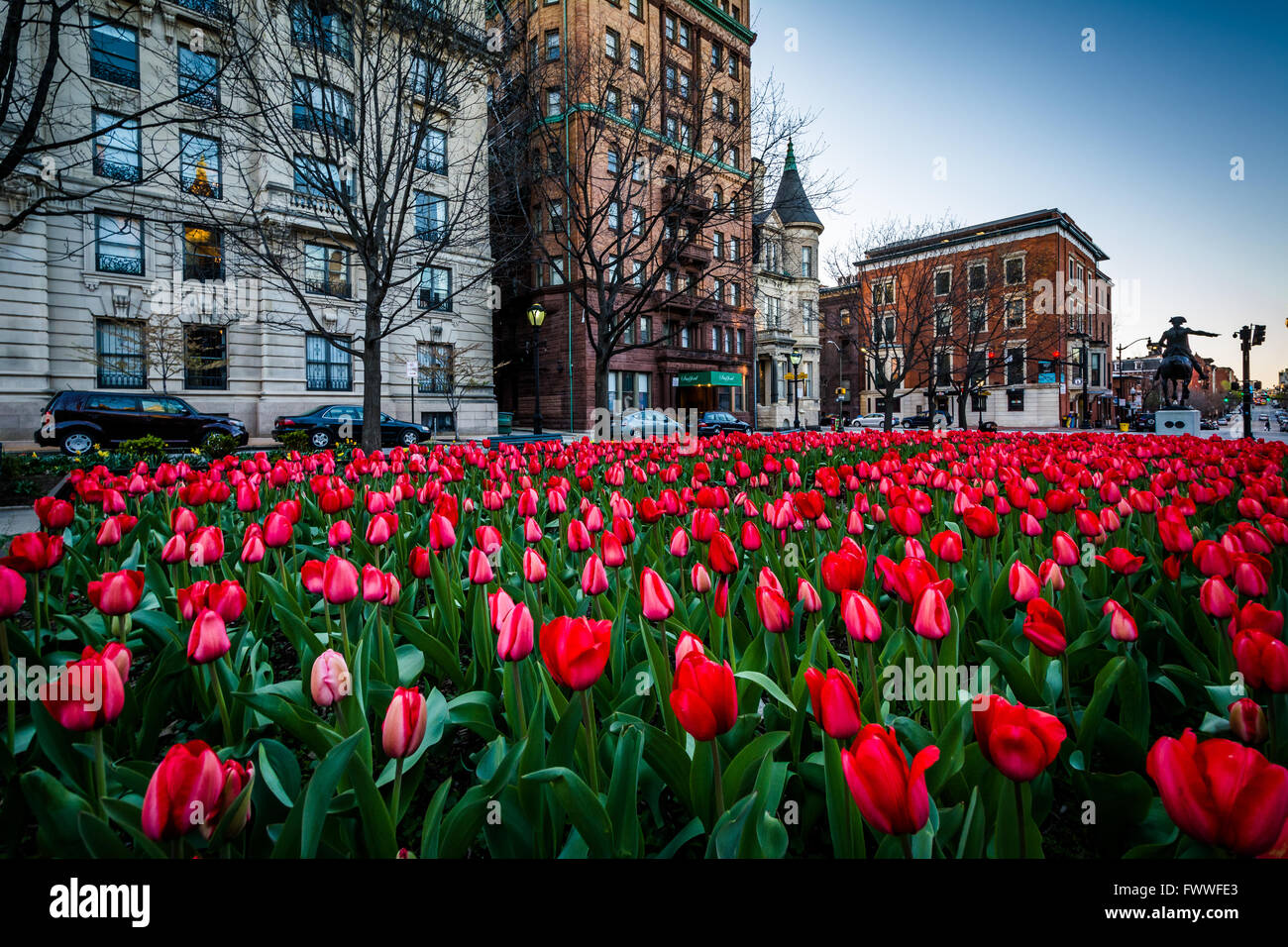 Tulipani e edifici in Mount Vernon, Baltimore, Maryland. Foto Stock