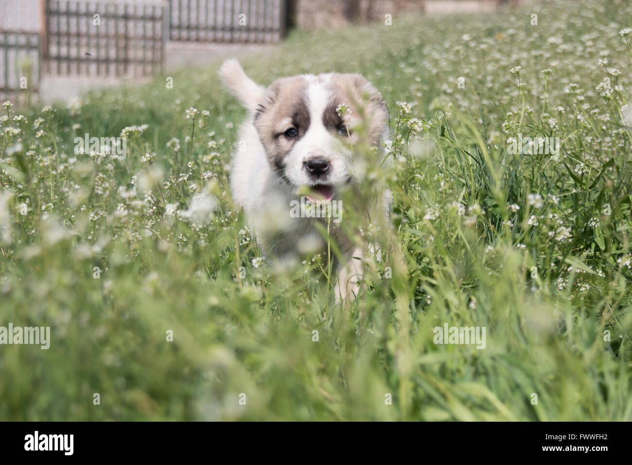 Puppy su un campo verde. Foto Stock