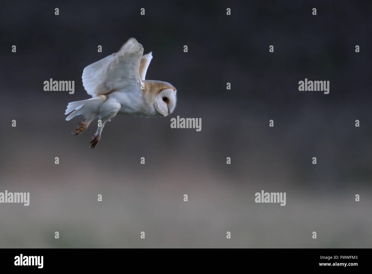 Wild Barbagianni (Tyto alba) in volo. Presi nel Regno Unito. Non Captive Bird. Foto Stock