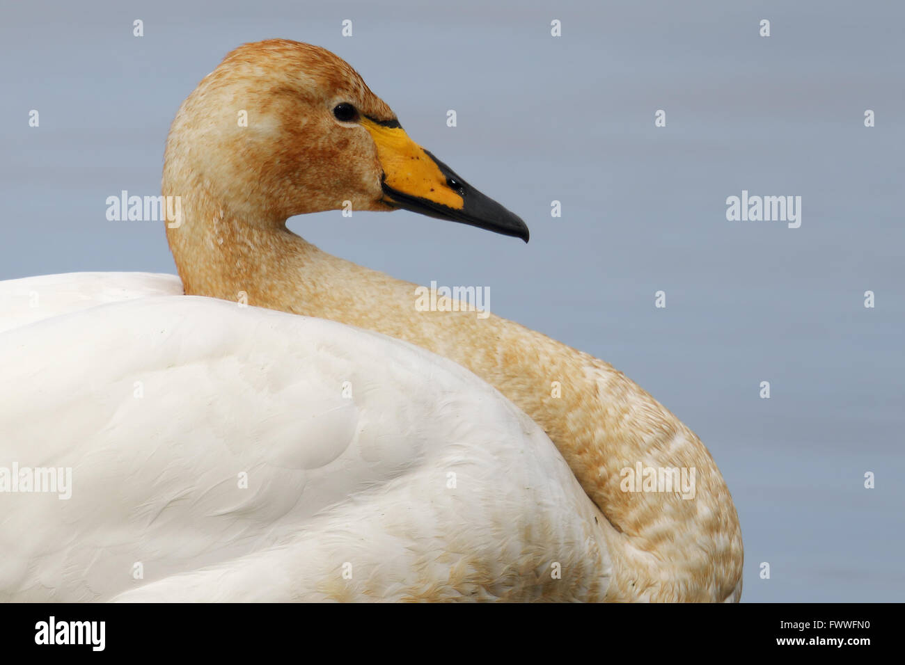 Whooper Swan (Cygnus cygnus) ritratto si è levato in piedi nel lago Foto Stock