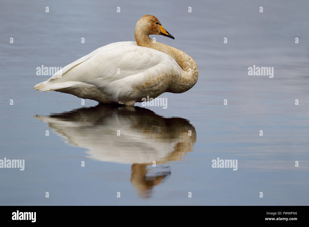 Whooper Swan (Cygnus cygnus) si è levato in piedi nel lago con bella riflessione Foto Stock