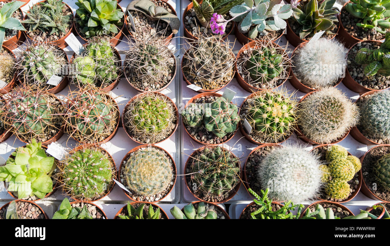 Sfondo formato da molte piante succulente in vasi di forma circolare. Foto Stock