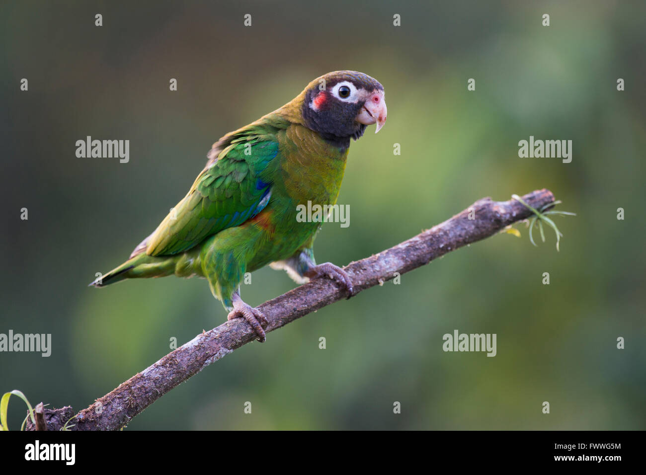 Marrone-incappucciati Parrot (Pyrilia haematotis) appollaiato su un ramo di un albero maschio, Provincia de Heredia, Costa Rica Foto Stock