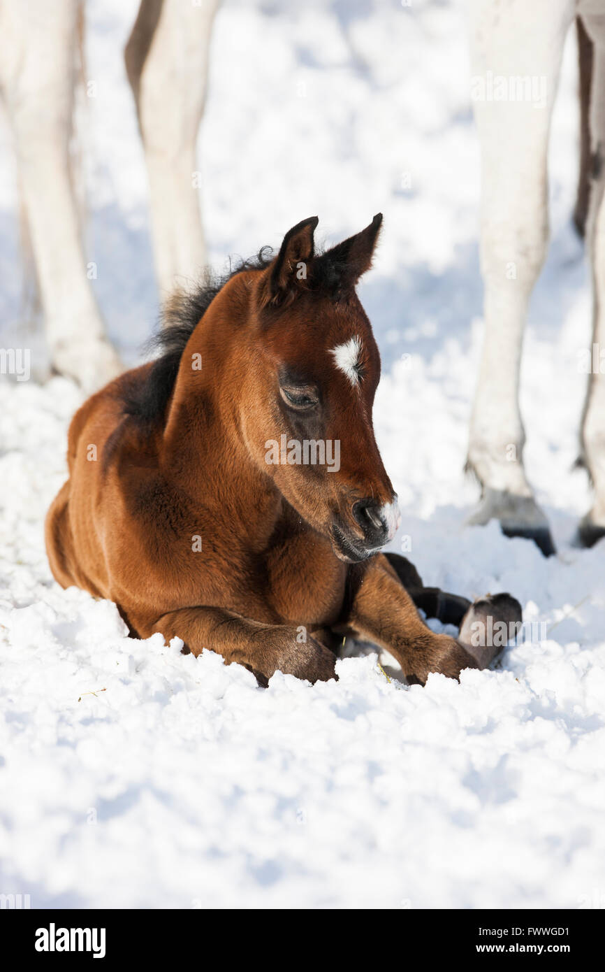 Razza Arabian Horse, puledro giacente nella neve, ritratto, Tirolo, Austria Foto Stock