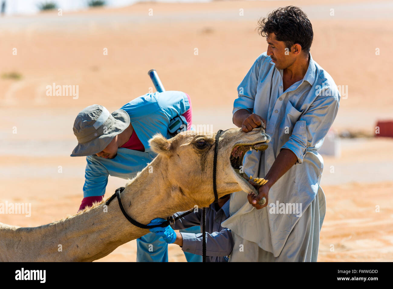 Dromedario (Camelus dromedarius) ricevere un check-up medico, Emirati Arabi Uniti Foto Stock