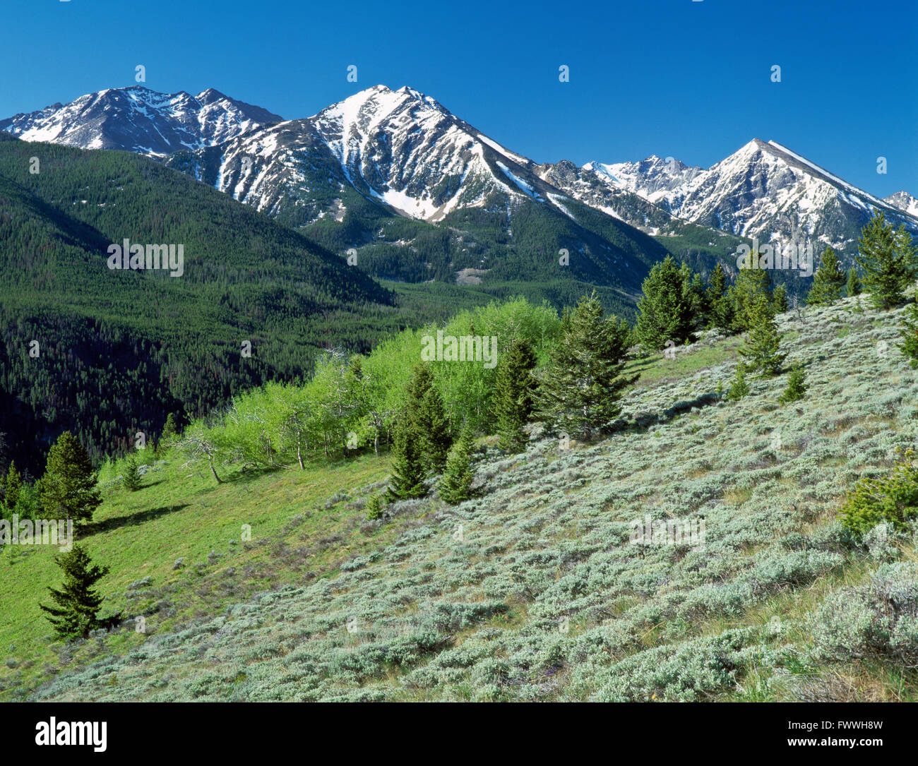 Picchi di spagnolo nella gamma di Madison del lee metcalf deserto vicino a Big Sky, montana Foto Stock