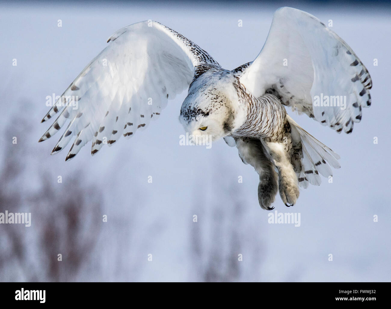 Le civette delle nevi sono incredibilmente bella in volo silenzioso e nella feroce attività di caccia. Loro sono molto forti con artigli affilati e becco. Foto Stock