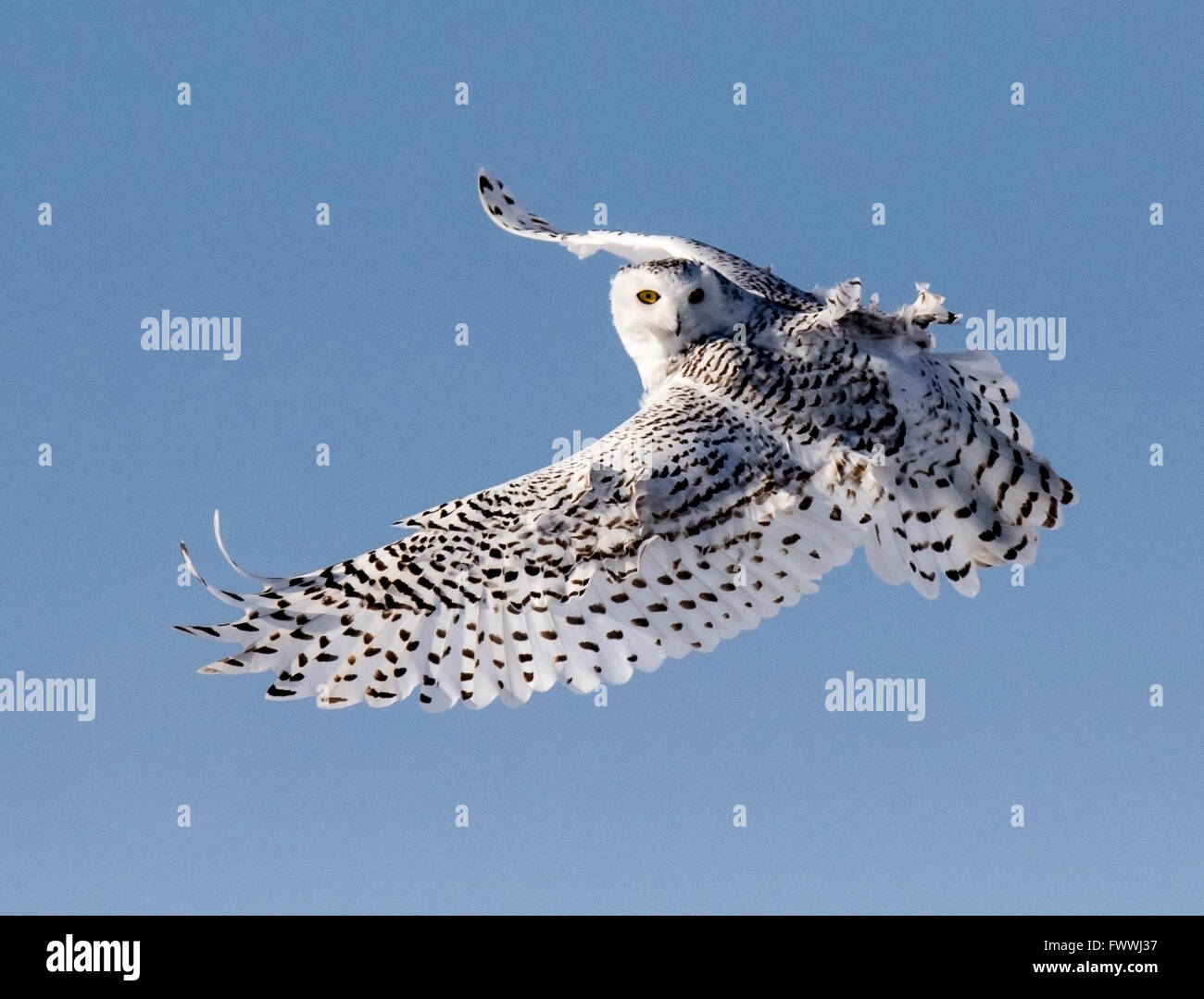 Le civette delle nevi sono incredibilmente bella in volo silenzioso e nella feroce attività di caccia. Loro sono molto forti con artigli affilati e becco. Foto Stock