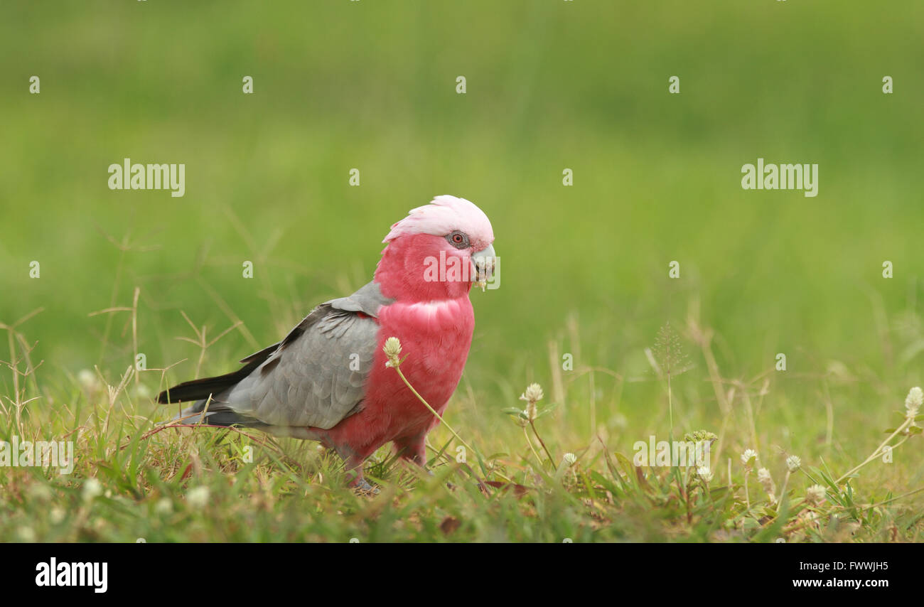 Un australiano Galah - Eolophus roseicapillus - mangiare semi di pianta in un lussureggiante campo con copia spazio. Foto Stock