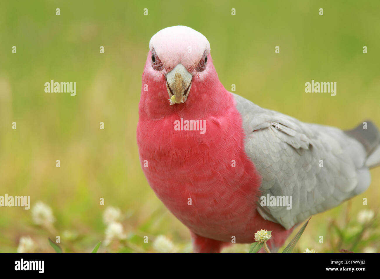 Un australiano Galah - Eolophus roseicapillus - mangiare semi di pianta in un lussureggiante campo. Foto Stock