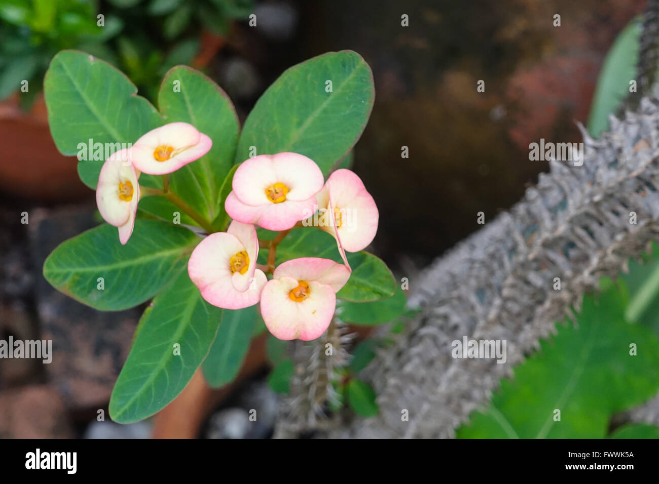 La corona di spine, Cristo Thorn Foto Stock