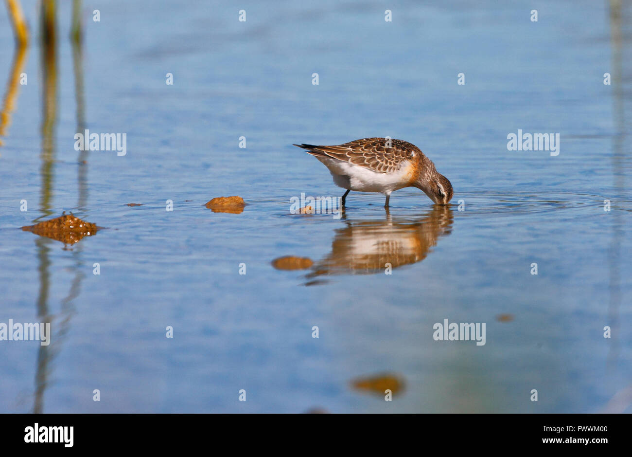 Bird (Prutka Migavica - Tringa Glareola) nel lago di Vrana in Dalmazia, Croazia Foto Stock