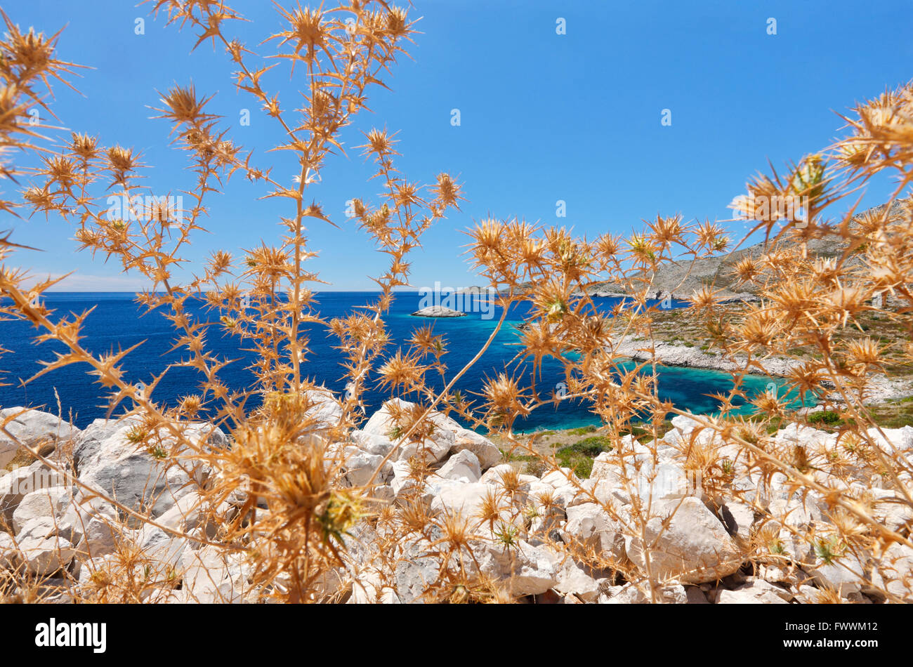 Cardo secco sul mare sull'isola di Lastovo Foto Stock