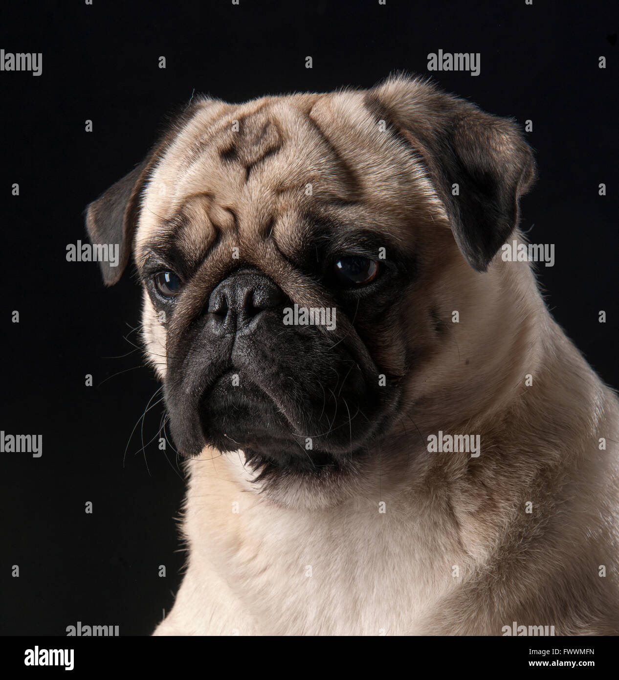 Pug su sfondo nero Foto Stock