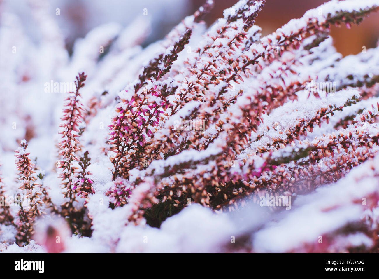 Inverno sfondo con fiori congelati Foto Stock