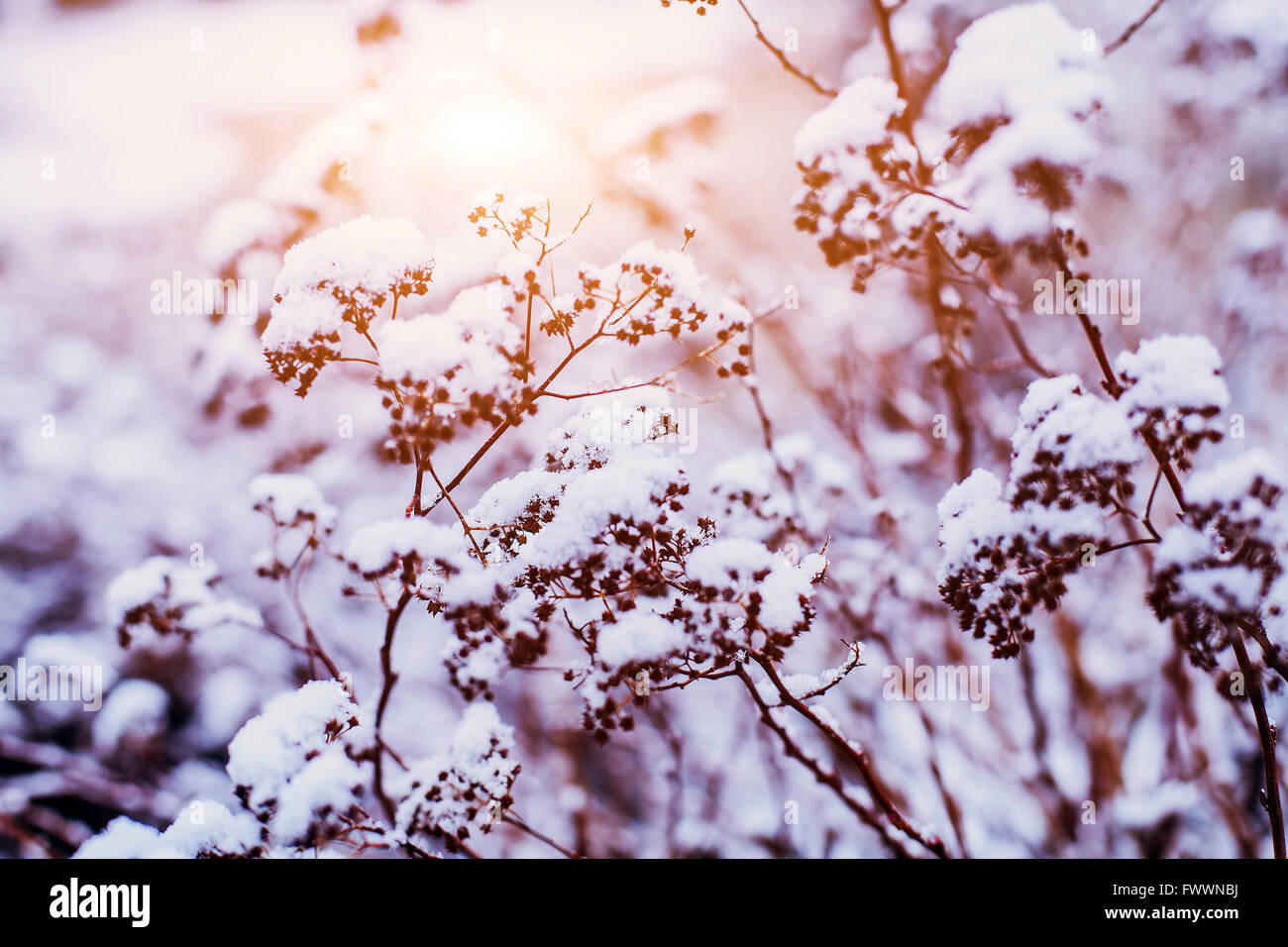 Bellissimo sfondo inverno, close up di piante congelate coperte da neve Foto Stock