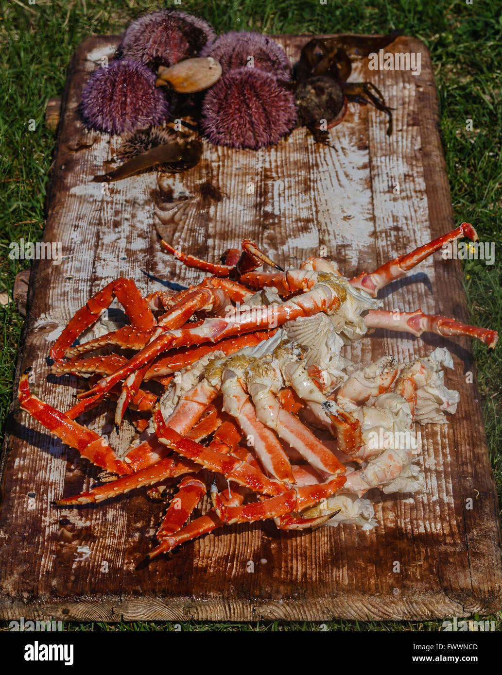 Appena cotti gambe di un rosso granchio reale a crudo con ricci di mare e le capesante su sfondo Foto Stock