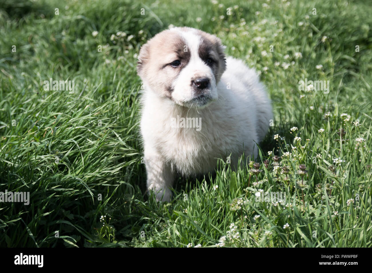 Puppy su un campo verde. Foto Stock
