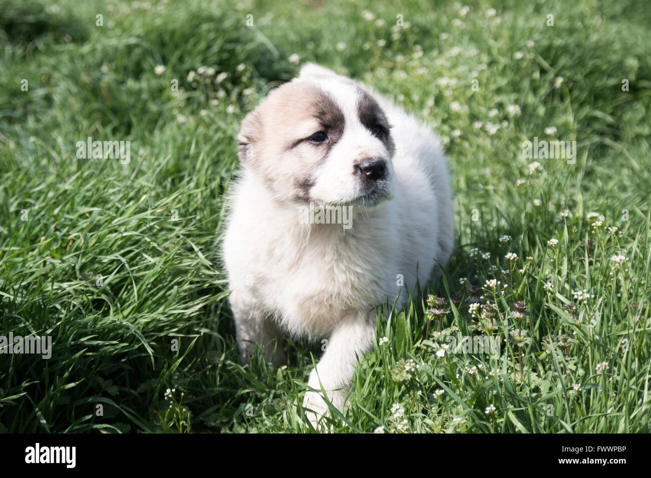 Puppy in un giardino con prato verde. Foto Stock