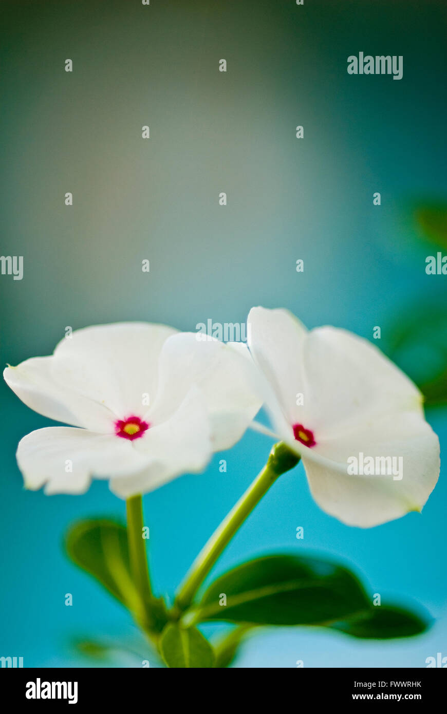 Catharanthus - fiori bianchi con nucleo rosa e un punto centrale giallo e sfondo turchese non focalizzato Foto Stock