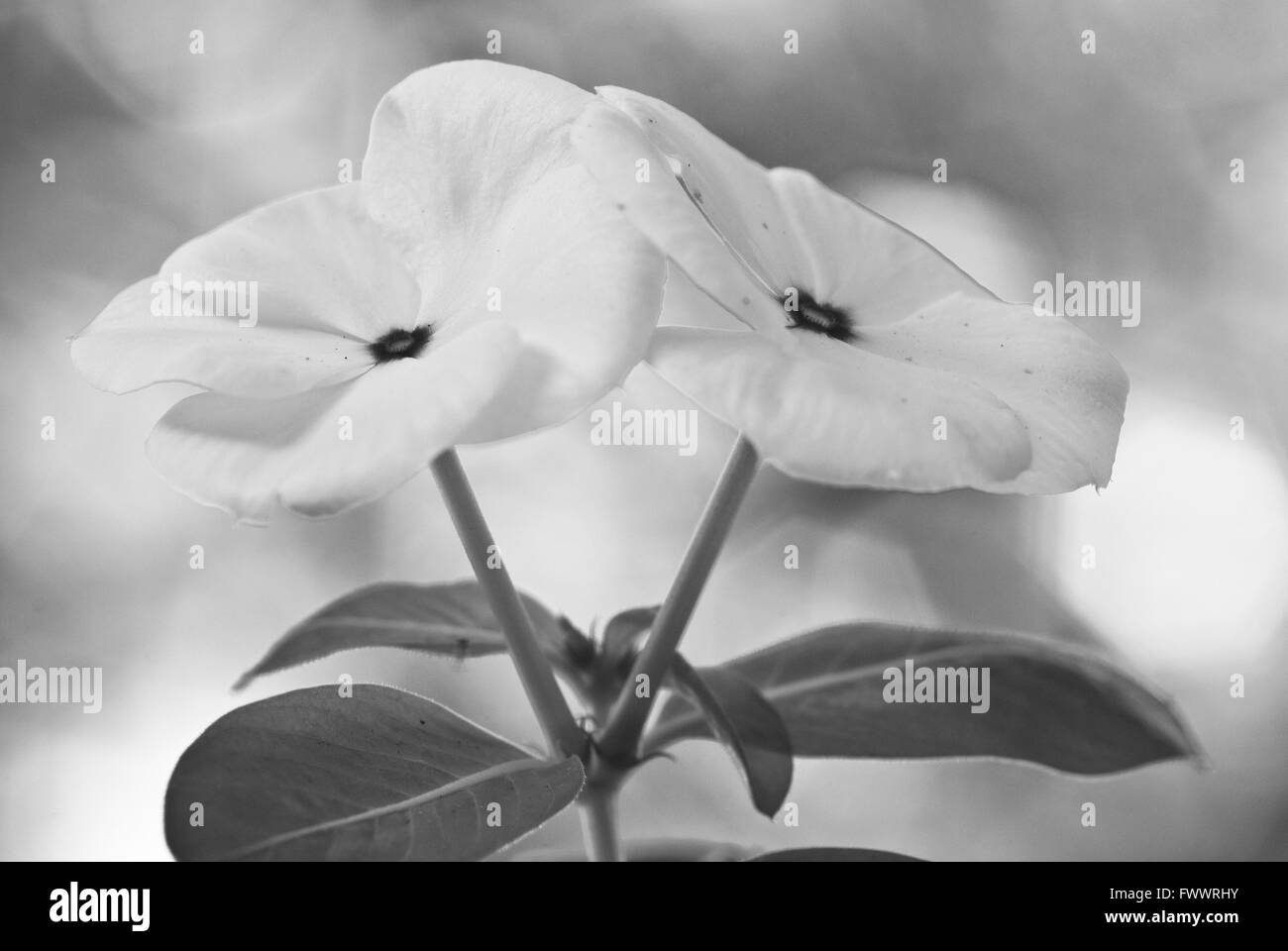 Catharanthus - fiori bianchi con sfondo sfocato Foto Stock