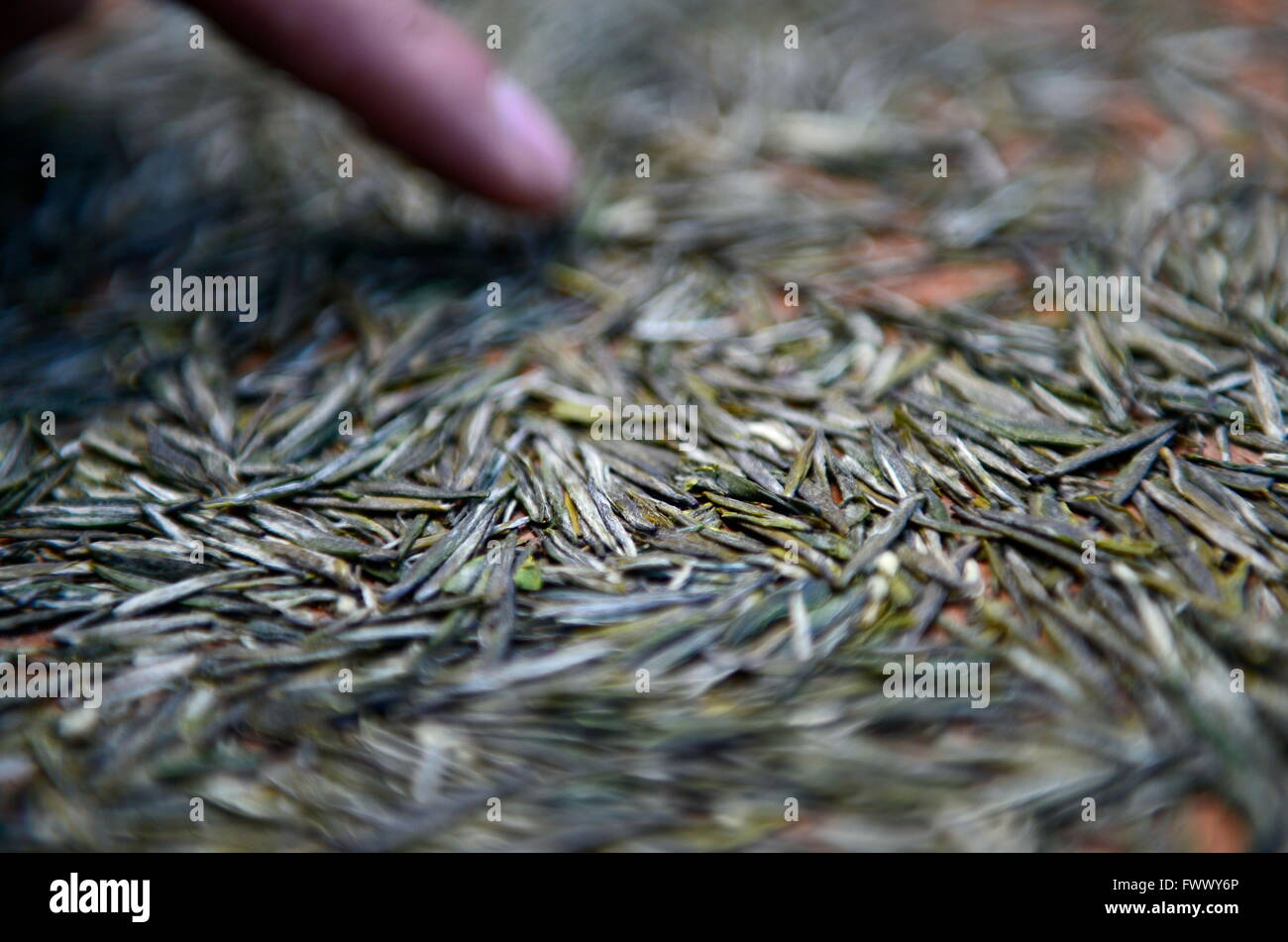 Xuan'en, la Cina della provincia di Hubei. 7 apr, 2016. Un lavoratore rimuove le impurità dal secco le foglie di tè in Zhongcunba villaggio di Xuan'en County, centrale cinese della provincia di Hubei, Aprile 7, 2016. © Song Wen/Xinhua/Alamy Live News Foto Stock