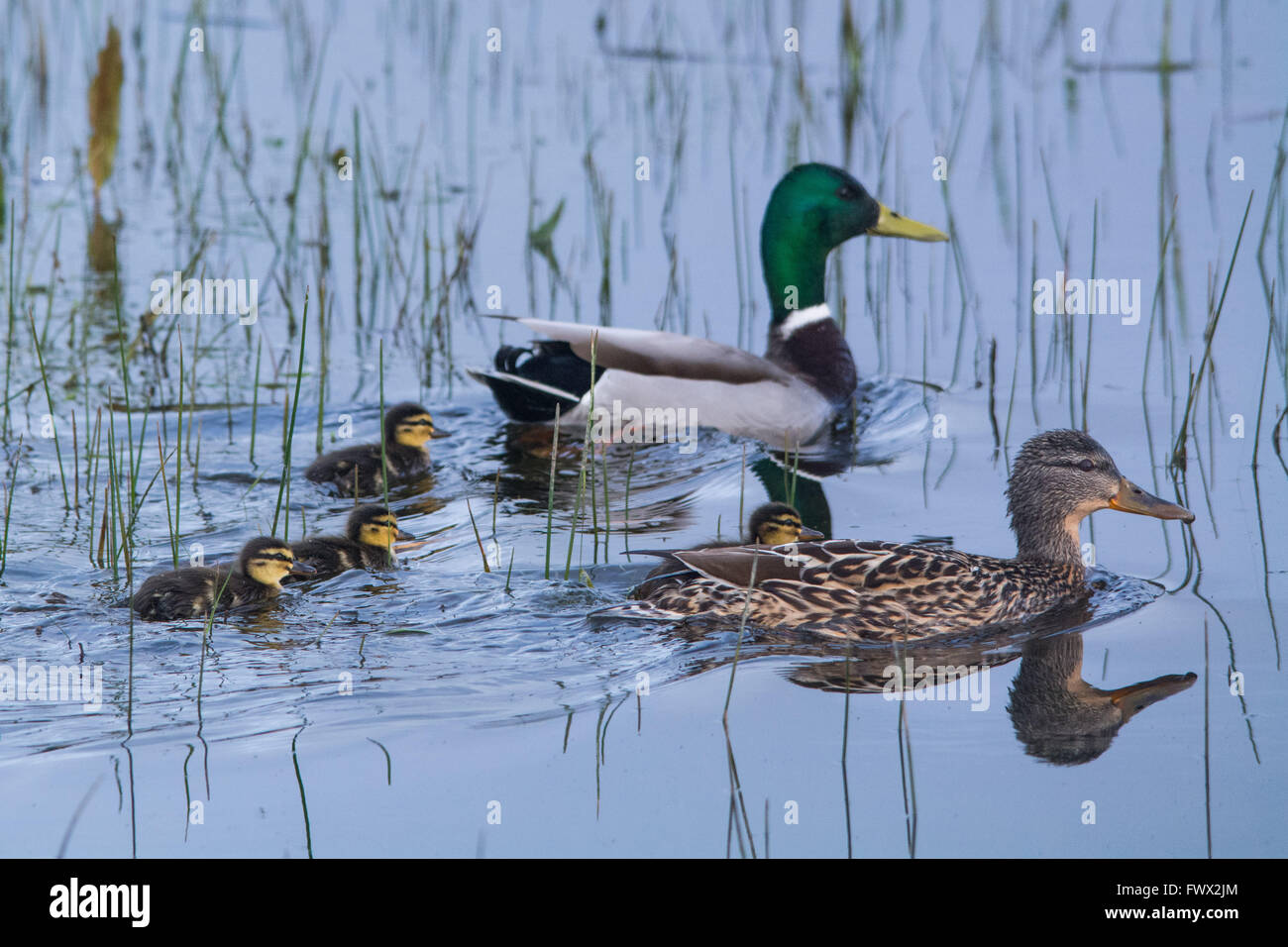 Marazion, Cornwall, Regno Unito. Dal 8 aprile 2016. Una famiglia di germani reali sul RSPB riserva a Marazion Marsh. Credito: Simon Maycock/Alamy Live News Foto Stock