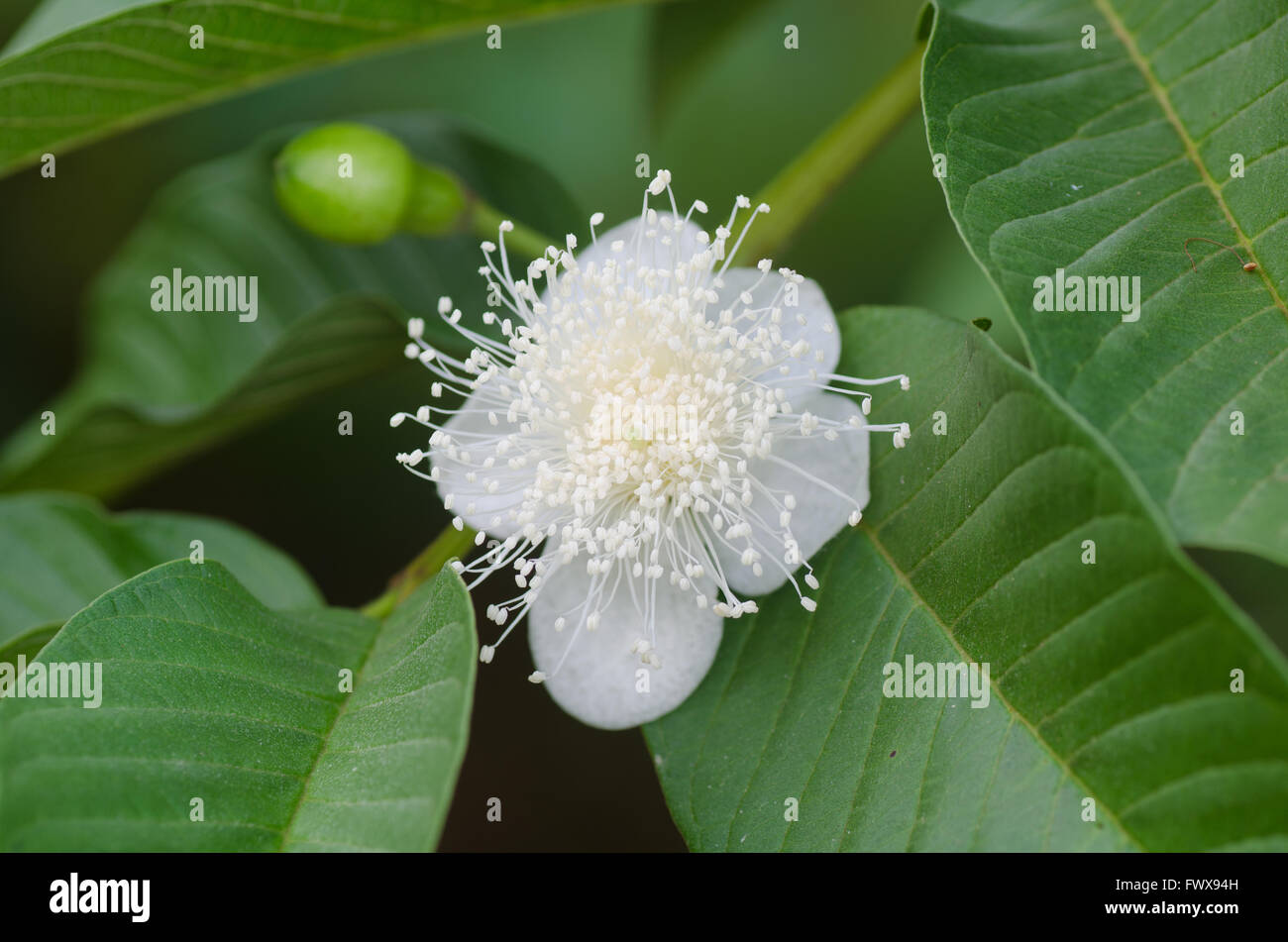 fiore di guava Foto Stock