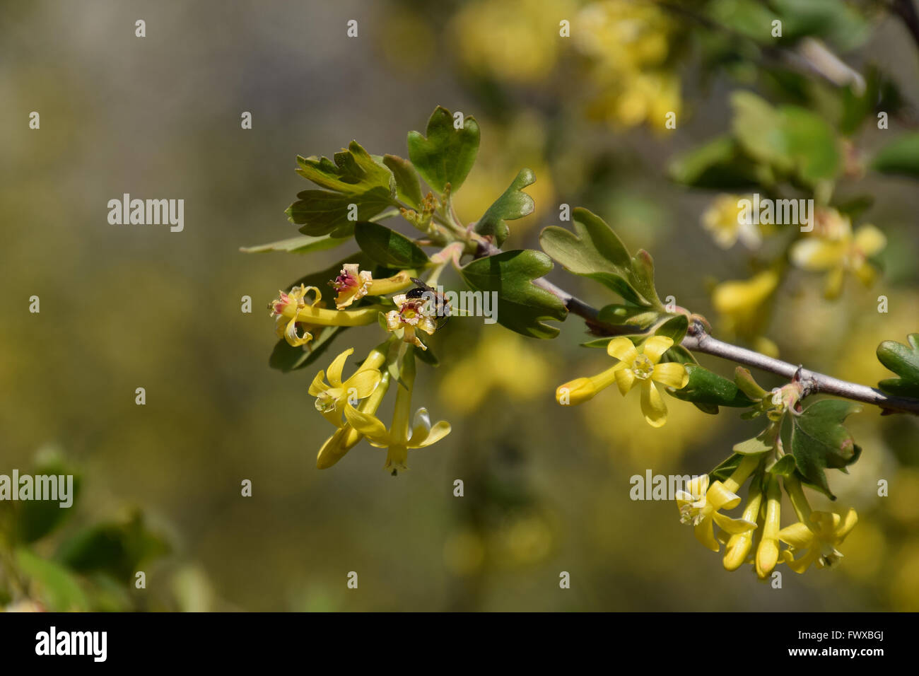 Wasp sui fiori di ribes dorato. Impollinazione di piante da insetti. Foto Stock