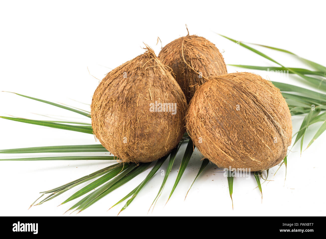 Tutta la noce di cocco con foglie di noce di cocco su bianco Foto Stock