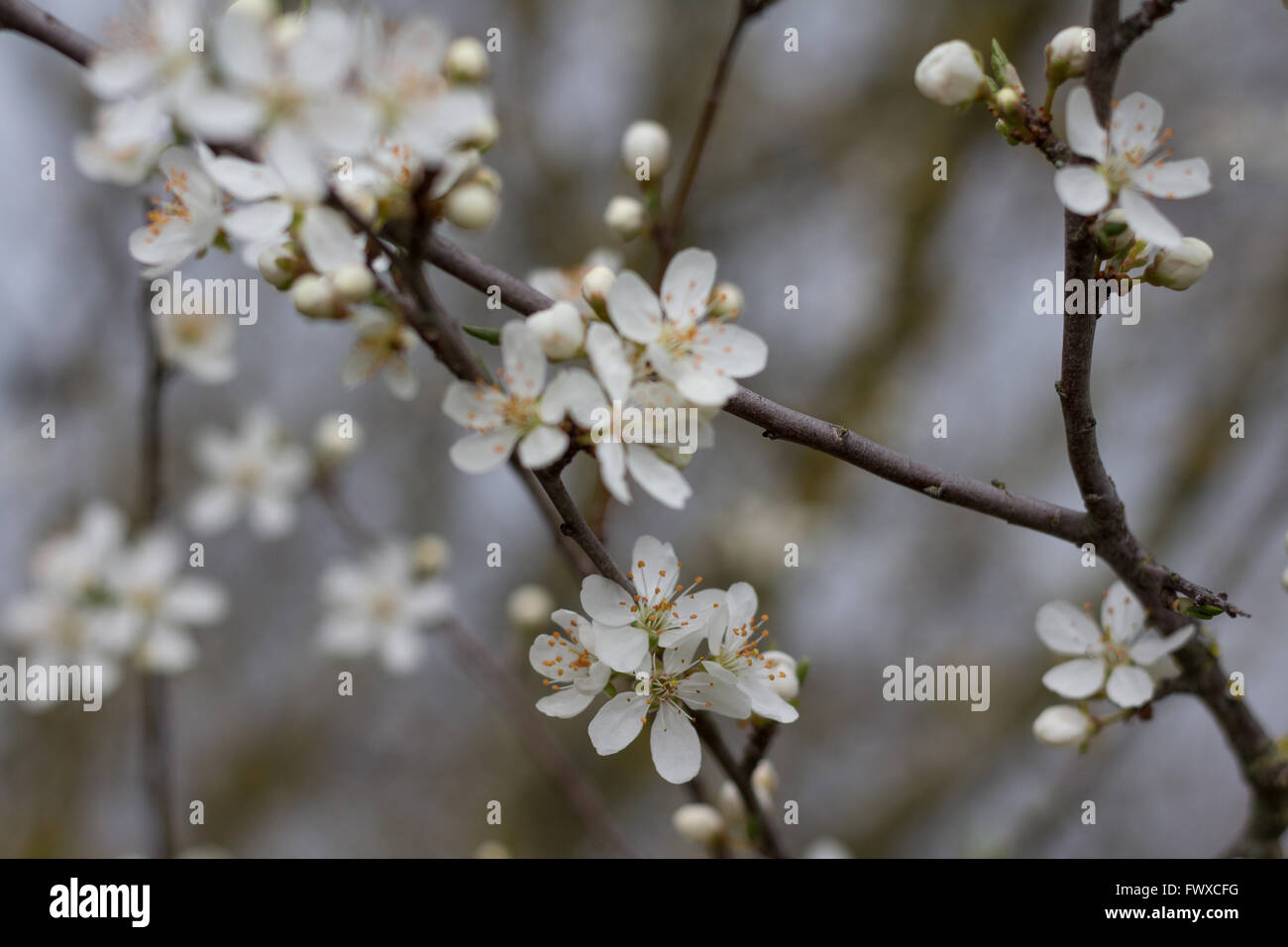Bianco Ciliegio sbocciare fiori - messa a fuoco selettiva Foto Stock