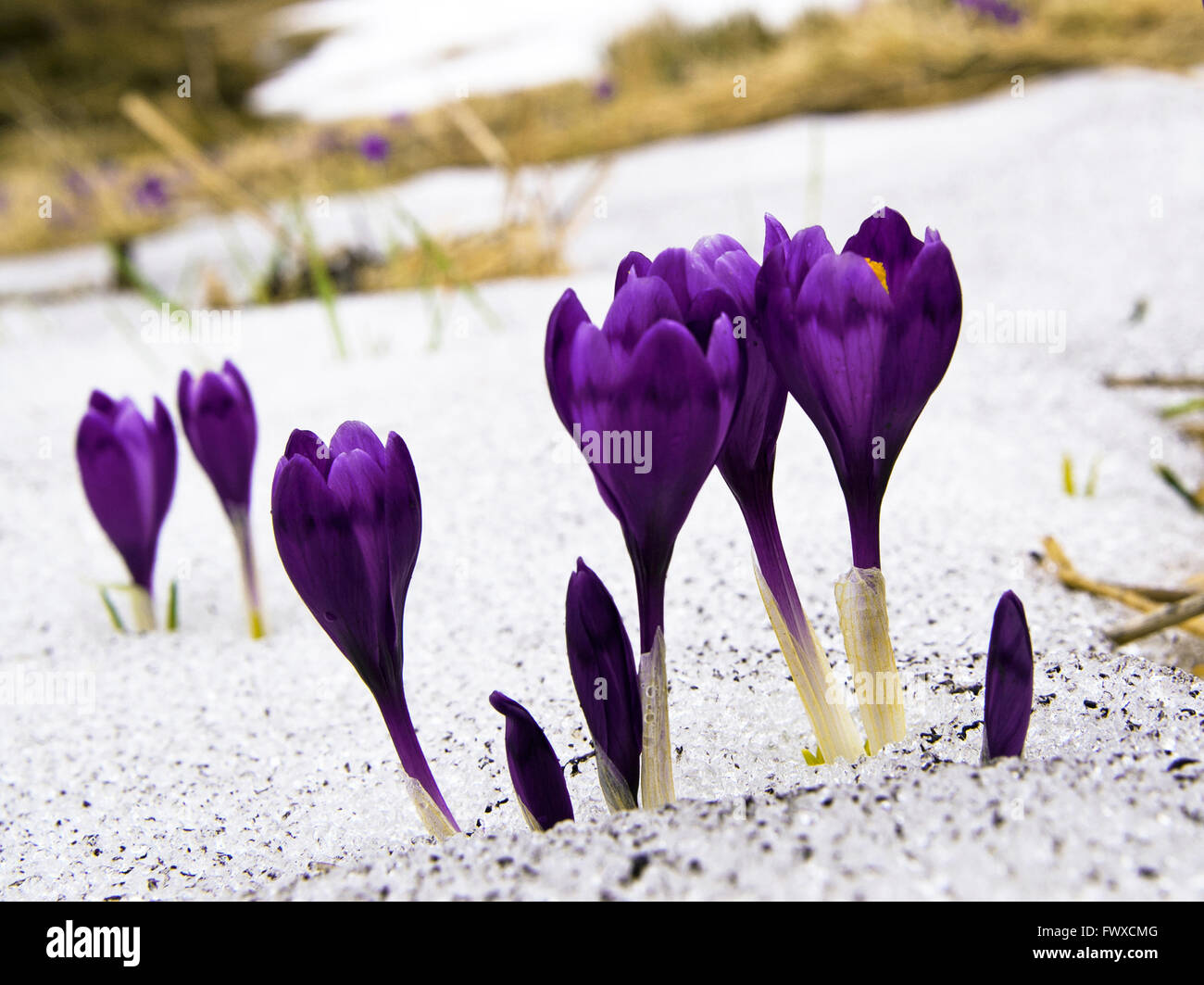 Croco Crocus Vernus Bulbi
