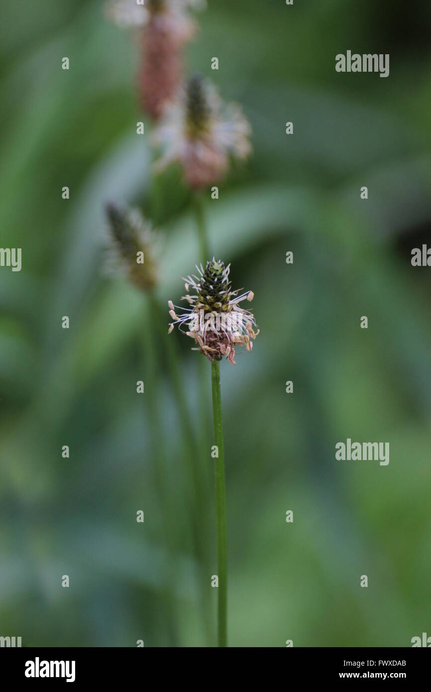 Fioriture di ribwort piantaggine (Planzago lanceolata) in una riga. Foto Stock