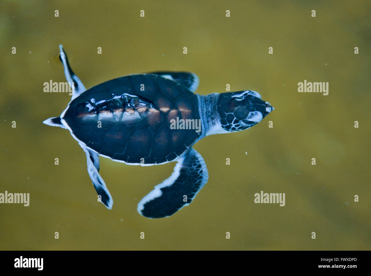 Di recente le tartarughe tratteggiata in acqua, tartarughe di mare centro di cova, Bentota, sud della provincia, Sri Lanka Foto Stock