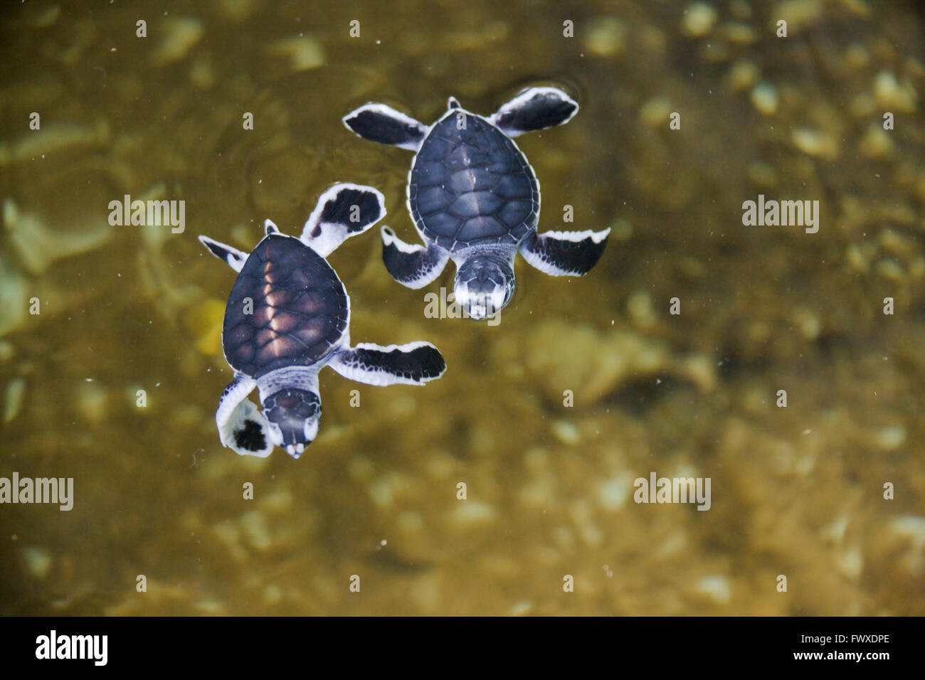 Di recente le tartarughe tratteggiata in acqua, tartarughe di mare centro di cova, Bentota, sud della provincia, Sri Lanka Foto Stock