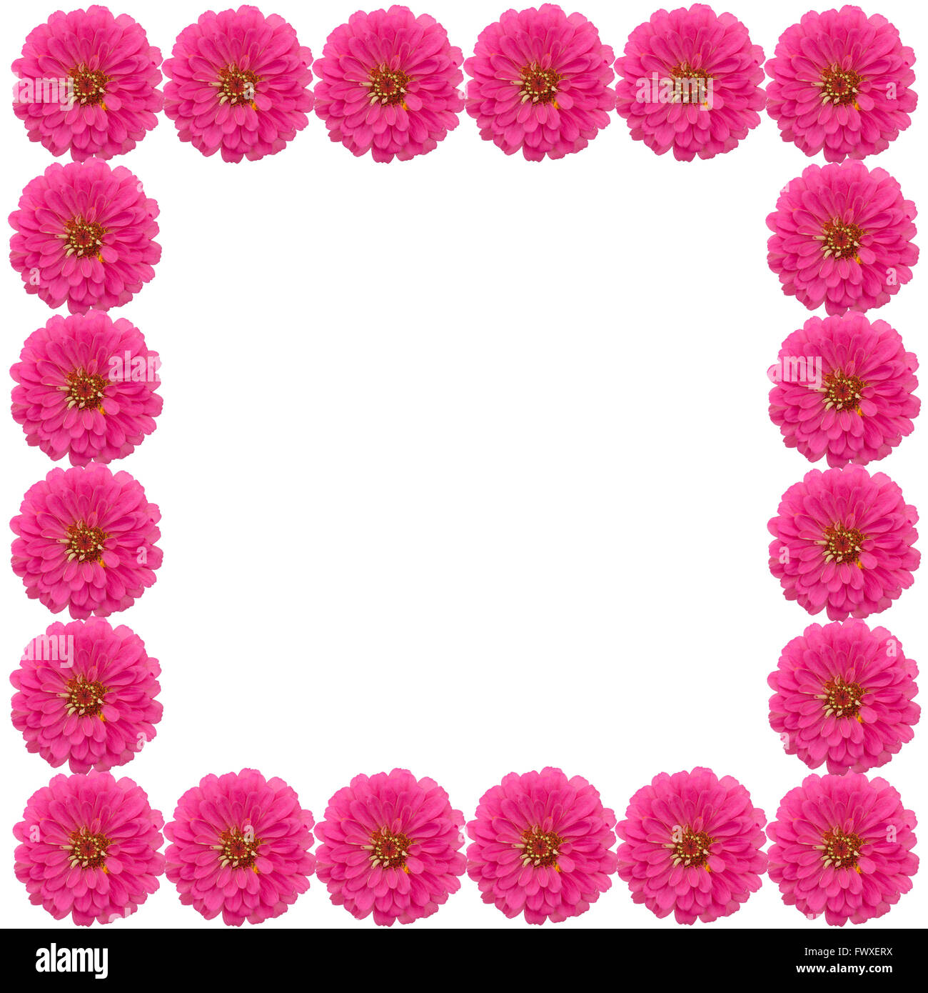 Zinnias flower frame isolati su sfondo bianco Foto Stock