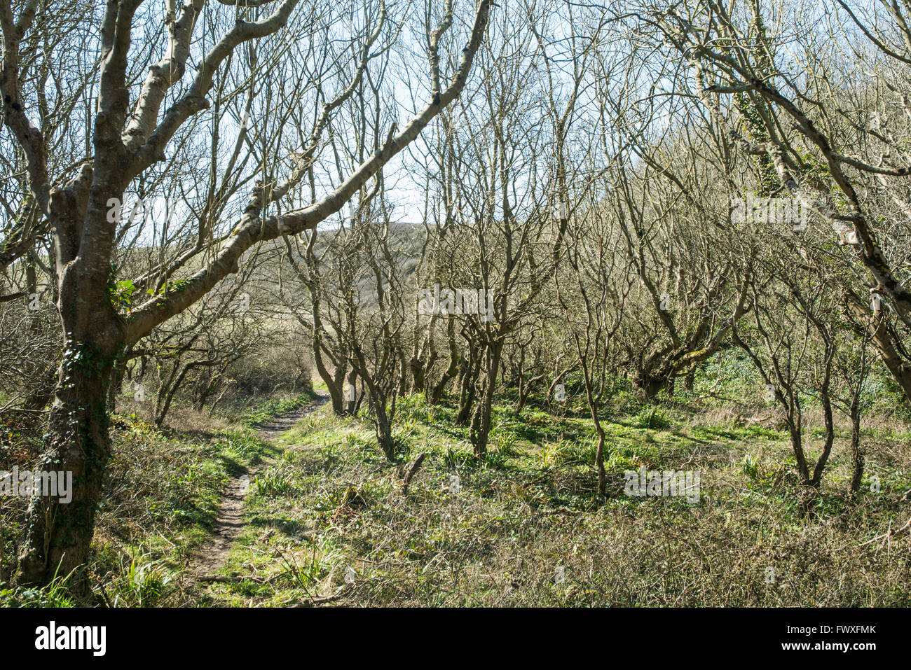 Sentiero attraverso gli alberi su una soleggiata mattina di primavera. Foto Stock