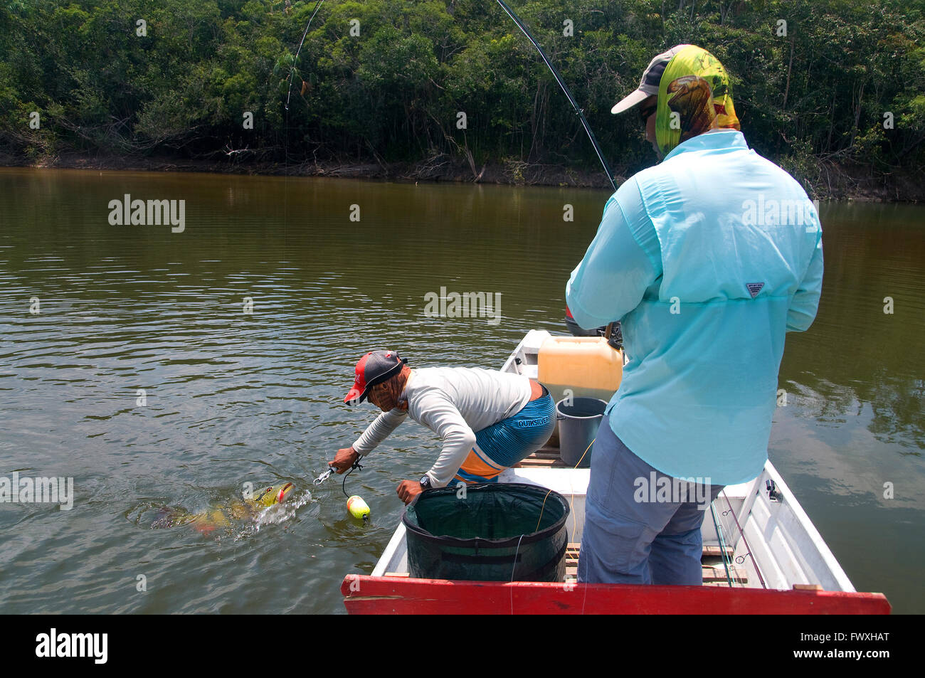 Una guida di terre con cautela un gigante peacock bass catturati nella laguna macchiata acque al largo della Colombia Fiume Bocon sul Llanos. Foto Stock