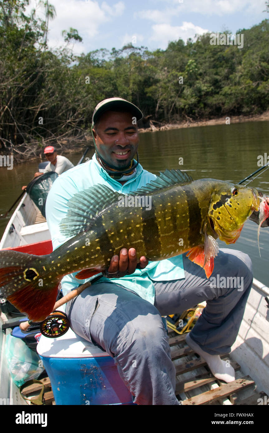 Un pescatore che solleva un gigante peacock bass catturato sul volo in colorate acque della laguna off il colombiano Cano Bocon come la sua guida guarda a. Foto Stock
