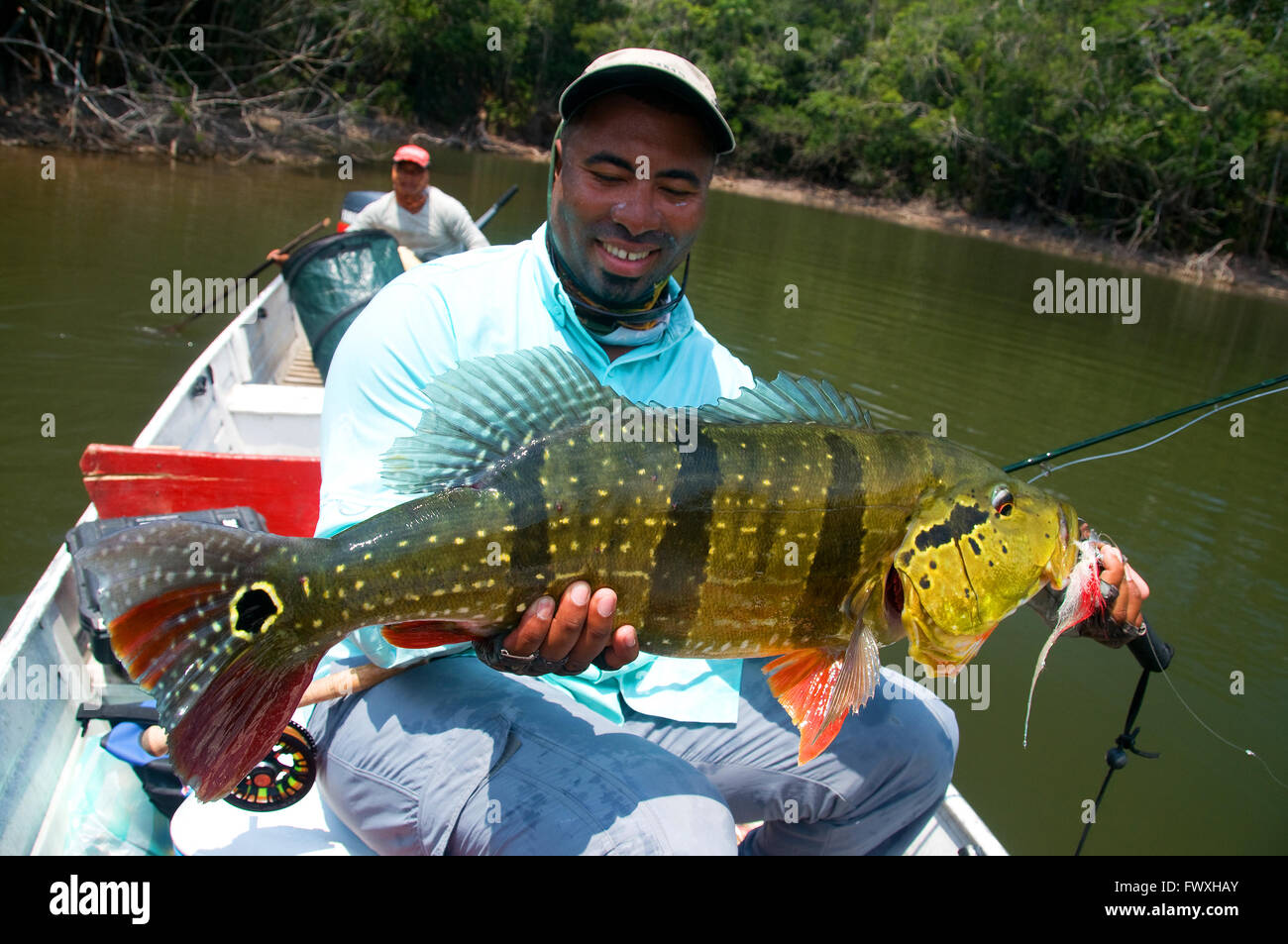 Un pescatore che solleva un gigante peacock bass catturato sul volo in colorate acque della laguna off il colombiano Cano Bocon come la sua guida guarda a. Foto Stock