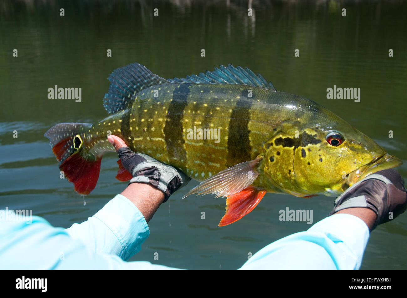 Un pescatore solleva una bella, giant peacock bass catturati nelle acque della laguna off il colombiano Cano Bocon Inirida (fiume). Foto Stock