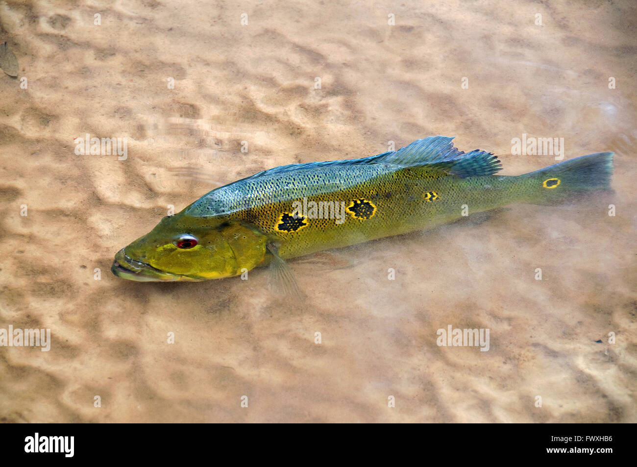 Banchi di sabbia lungo la Colombia la scenografica Cano Bocon sul lato orientale Llanos offre il primo La pesca di grande farfalla pavone basso. Foto Stock