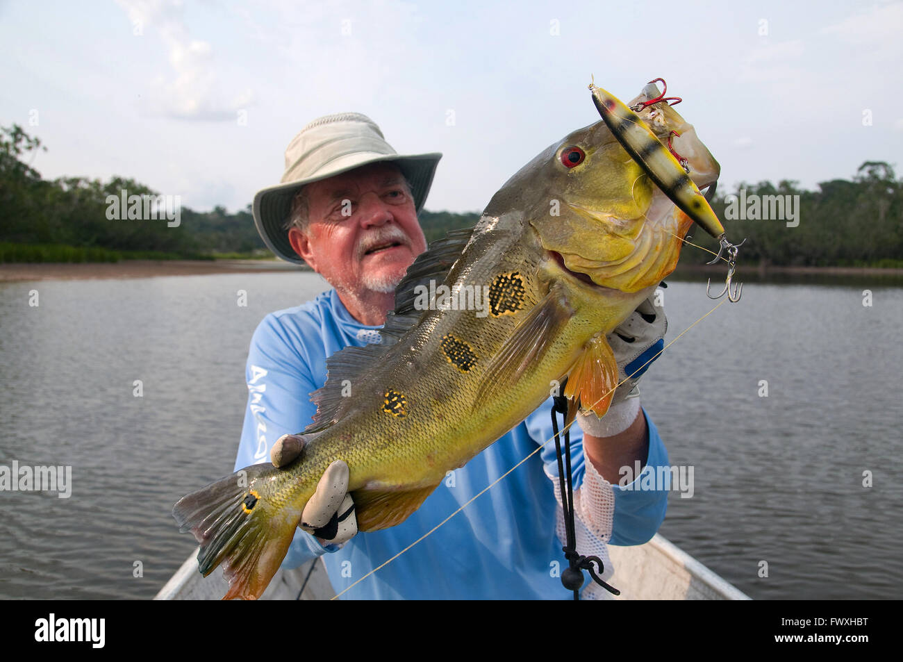 Un pescatore che solleva un gigante farfalla pavone basso catturati su un chopper-spina tipo laguna nelle acque al largo della Colombia Fiume Bocon. Foto Stock